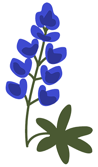 blue bonnet wildflowers